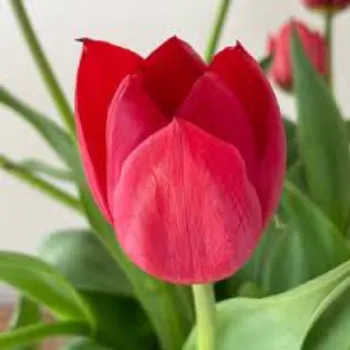 Red Tulip Flower 